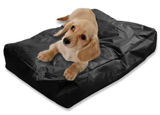 cleft lip puppy care