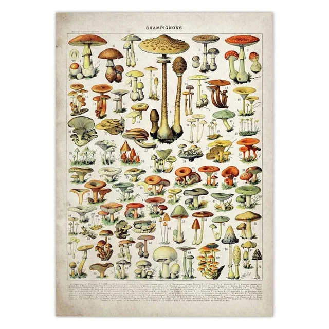 Vintage-Vegetable-Fruit-Mushroom-Poster-Print-Antique-Wall-Art-Print-Botanical-Picture-Science-Poster-Kraft-paper.jpg_.webp_640x640 (5)