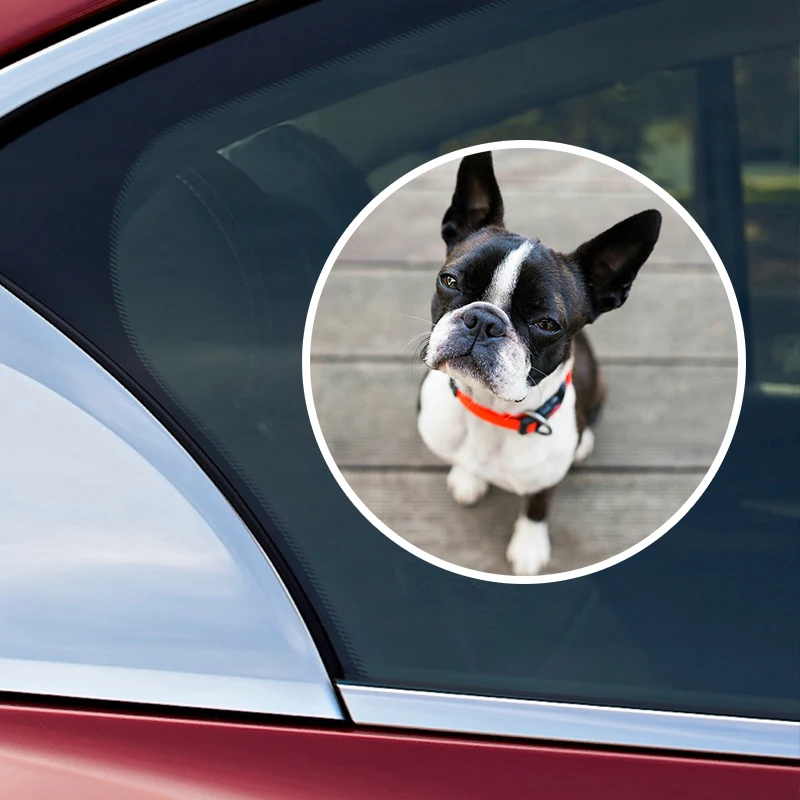 STICKER, boston terrier window sticker, car sticker, pet car decal, funny  sticker