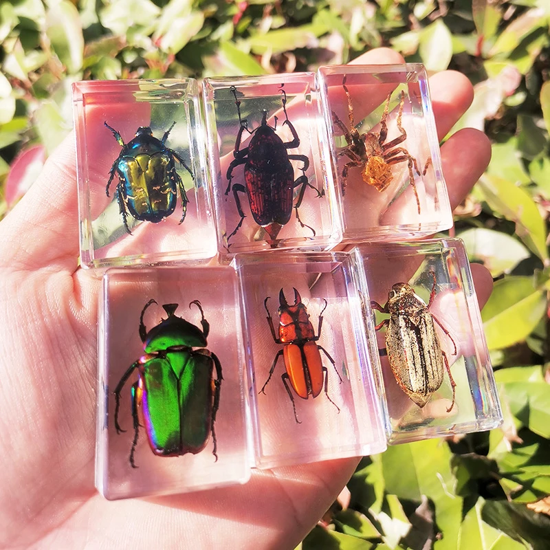 Animal Collection Paperweight Insects Resin Collection Resin Animal