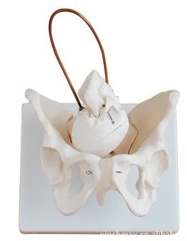 

1:1 Life Sized Pelvic Structure Model with Fetal Skull Pelvis Lettuce Model Baby Head Female Pelvis Midwifery Teaching Models