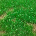 Summer Grass