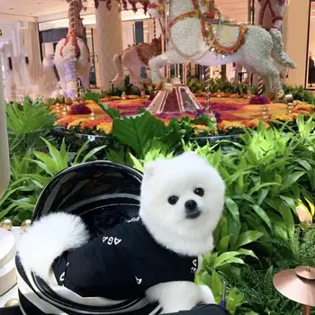 

Fashion Pet Dog Summer Cooling T-shirt Vest French Bulldog Pomeranian Clothes Clothing Small Dogs Teddy Pug Dropshipping ZLC02