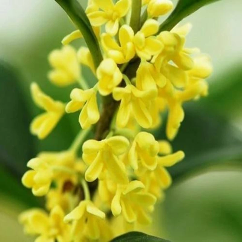 

Natural and healthy essential oil of laurel 10ml can stimulate hair growth, remove scurf and eliminate congestion