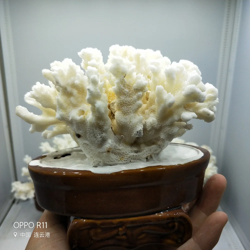 Натуральное Коралловое дерево белый Коралловый аквариум ландшафтный дизайн