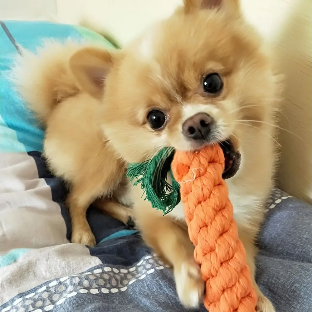 5Pcs Transer Pet Supply High Quality Dog Toy Carrot Shape Rope Puppy Chew Toys Teath Cleaning Outdoor Fun Training | Дом и сад