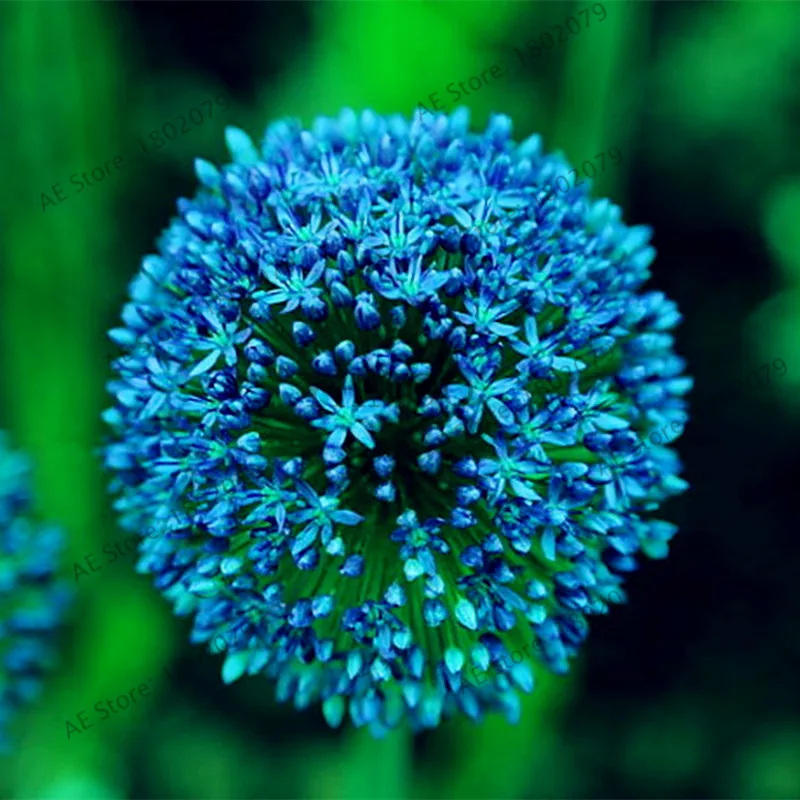 200 шт./пакет фиолетовый Giant Allium Giganteum, красивый цветок-бонсай садовое растение в уровень почкования 95% редкий цветок для детей - Цвет: 2