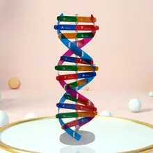 

Environmentally Friendly Lightweight Professional Biological Science DNA Models for Children DNA Models DIY Human Genes