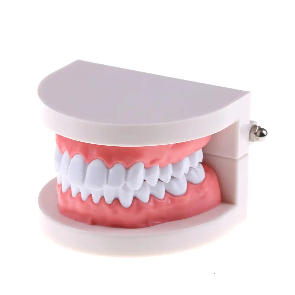 dental tooth model base with teeth hole dental cavity pathology