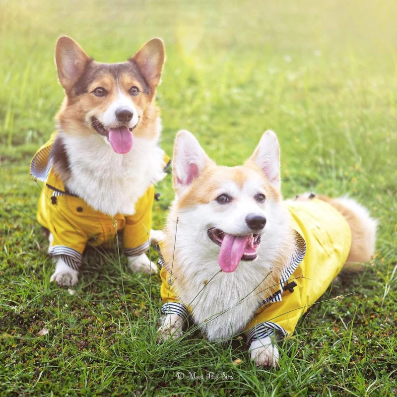 corgi, shiba inu samoyed, roupa à prova d'água, jaqueta