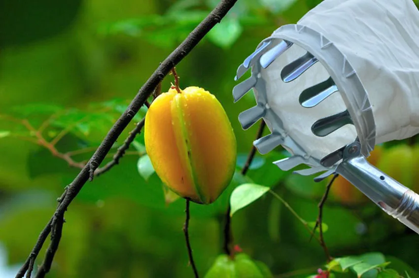 Garden Pruning Fruit Picker Basket Bag Gardening Apples Pear Peach Picking Tool High Trees Collection Gathering Hand Tools HOT