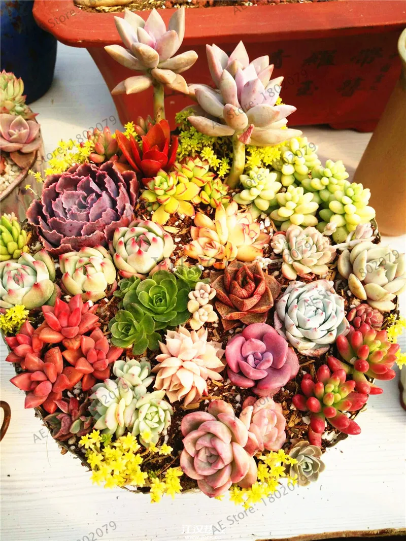 2 205 шт./пакет Semillas De Flores микс литопс растения Редкие суккулентные Плант в Цветочный бонсай живой камень бонсай садовое мини-растение - Цвет: 2