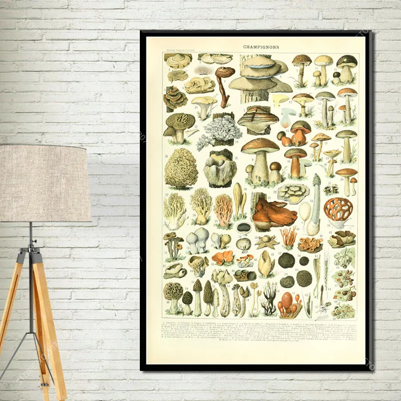 G034 Art Decor Botanical Vegetable Fruit Illustration Vintage Chart Science Wall Art Canvas Painting Silk Poster