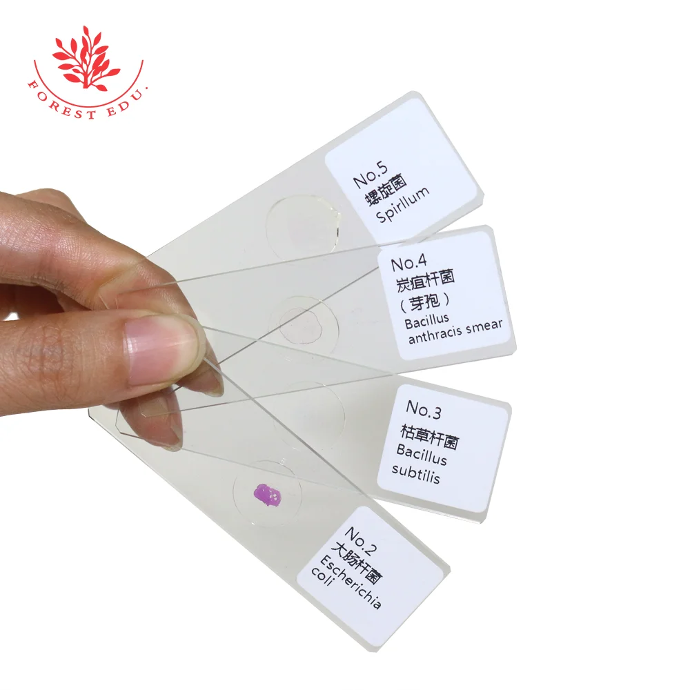 Bacteria Microscope Slides Gram Staining For Higher Education Mixed