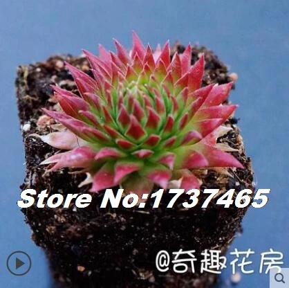 2 Импортные настоящие 20 шт Sempervivum Mischung Mix succulent-home garden - Цвет: 2