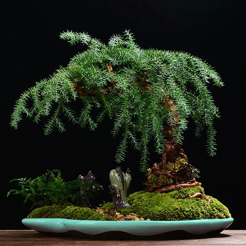 

Creative Green Vegetation Bonsai Flowerpot Ceramic Extra Large Indoor Balcony Micro Landscape Oval Potted Plant Rockery Bonsai P