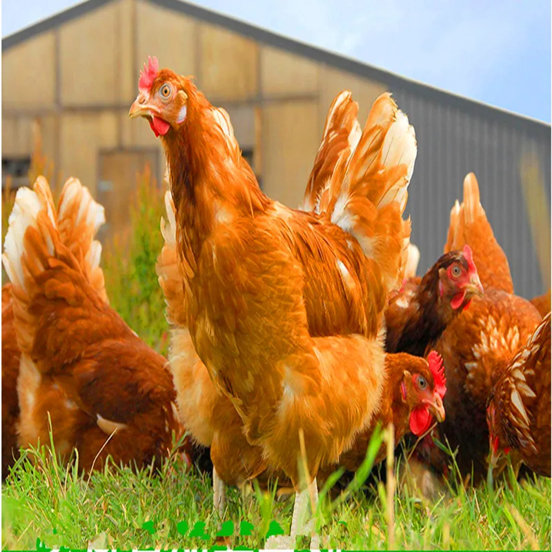1KG Carophyll Red canthaxanthin 10% Chicken Feed Additives Duck Feed Additives Fish Animal plant fertilizer