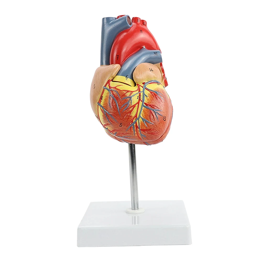 

Human Heart Model Disassembled Anatomical 1:1 Life Size Human Heart Model Anatomy Medical Teaching Tool With Number Mark