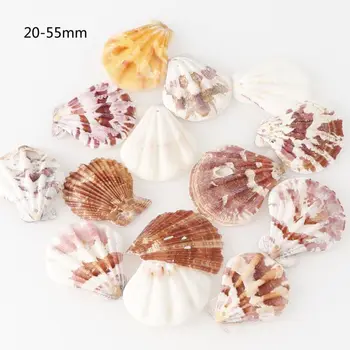 

120Pcs Mixed Colorful Scallop Shell Natural Seashell from Sea Beach Large Shell With Holes for DIY Art Craft Decor