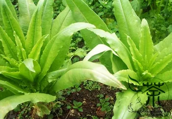 

Lactuca Sativa Common Lactuca Lettuce You-Mai-Cai