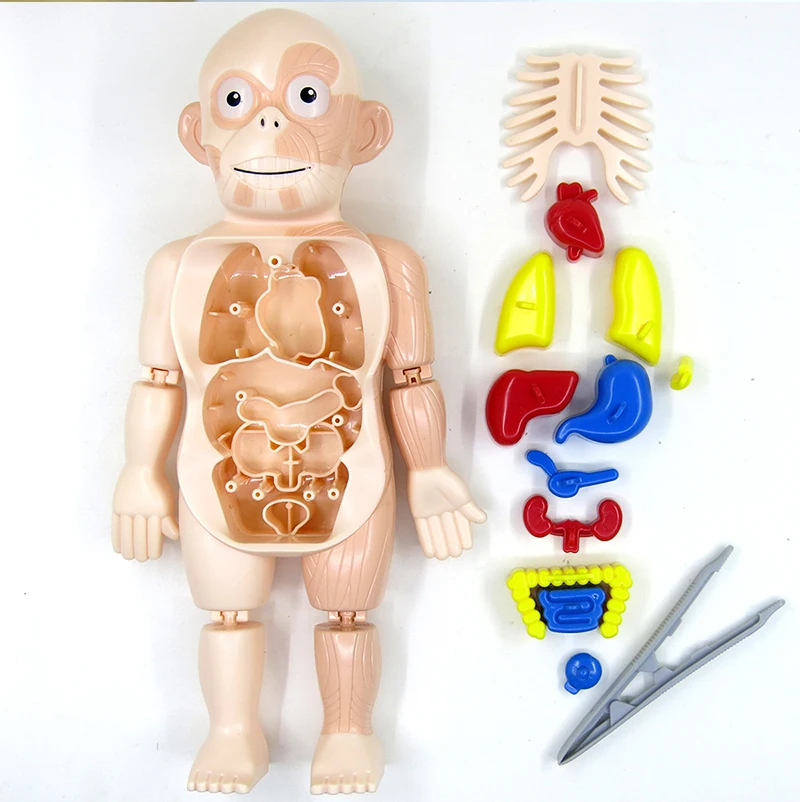 Boneco Corpo Humano Anatomia