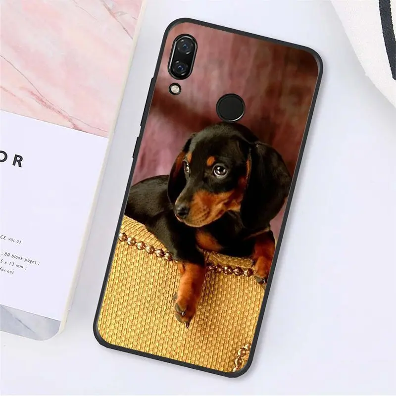 Cute Animal Dachshund Dog Puppy 