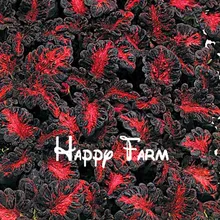 Цветы Флорес 200 шт плантас Черный Дракон Колеус цветок бонсай пакет-красивые экстатические посадки цветы бонсай Плант, дом Ga