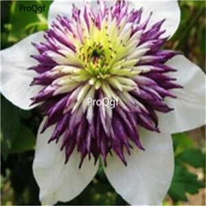 Ngryise 15 шт. набор Clematis florida Root - Цвет: 1