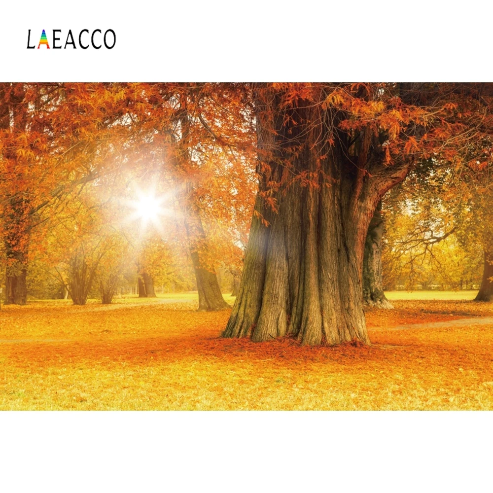 Laeacco осенний кленовый дерево листья сияющий пейзаж фотографии фоны