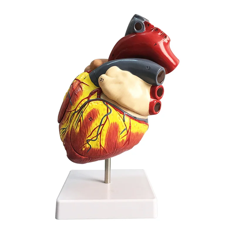 1:1 standard human heart model anatomy detachable teaching simulation natural big |