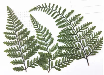 

60pcs Pressed Dried Green Dauallia Bullata Fern Leaves Plant Herbarium For Jewelry Postcard Invitation Card Phone Case DIY