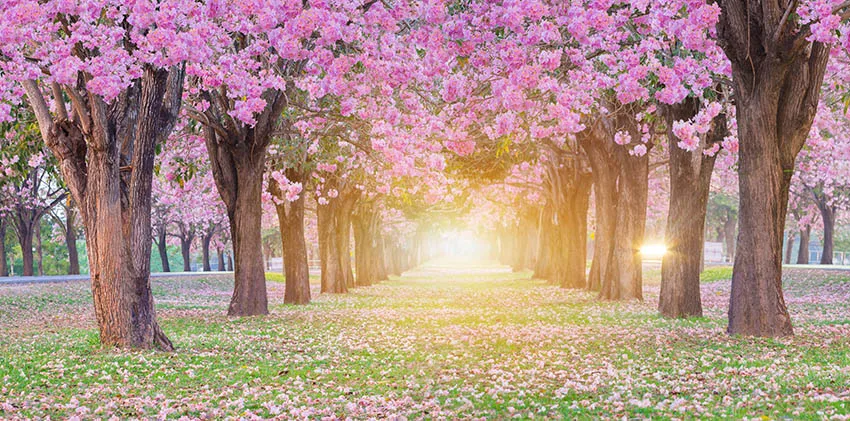 Cherry Pink Flowers Spring Photography Backdrop Rainbow Fairy Tale Castle Baby Shower Children Princess Photo Backdrop