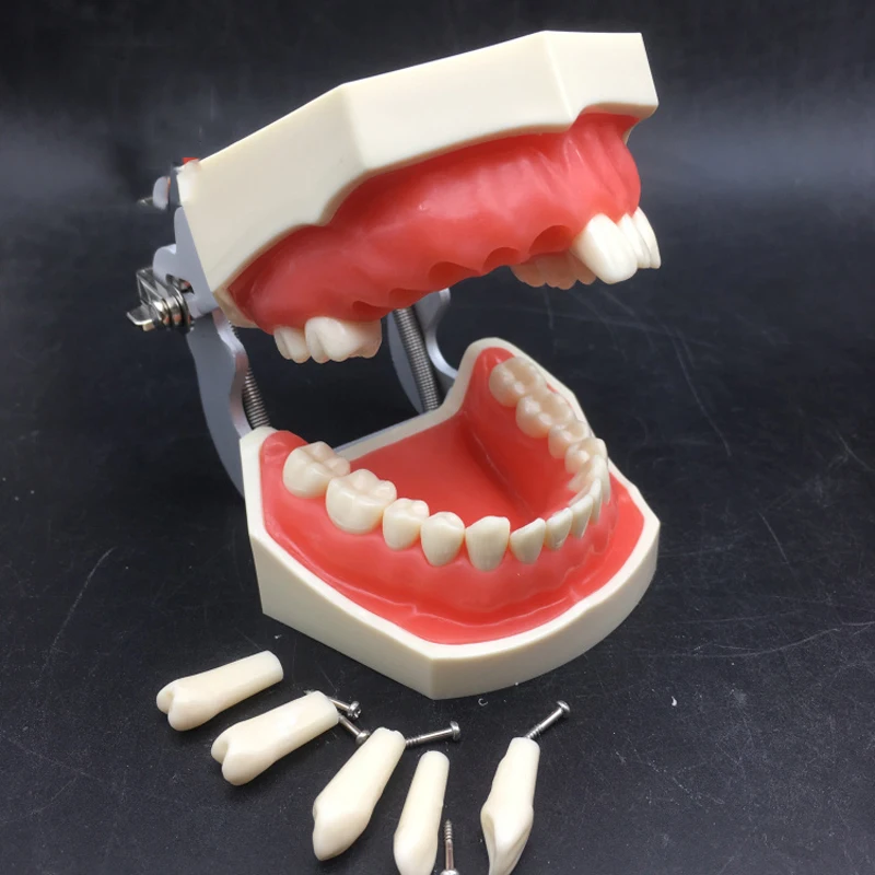 

28pcs teeth Dental Teeth Model Dental Teaching Model Demonstration Removable Tooth Model For Teaching Simulation Model