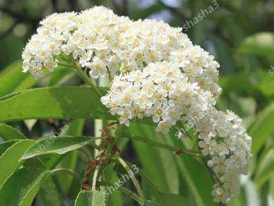 

Heather bonsai forest Photinia Red Robin speckled tree leaves hedge real locations