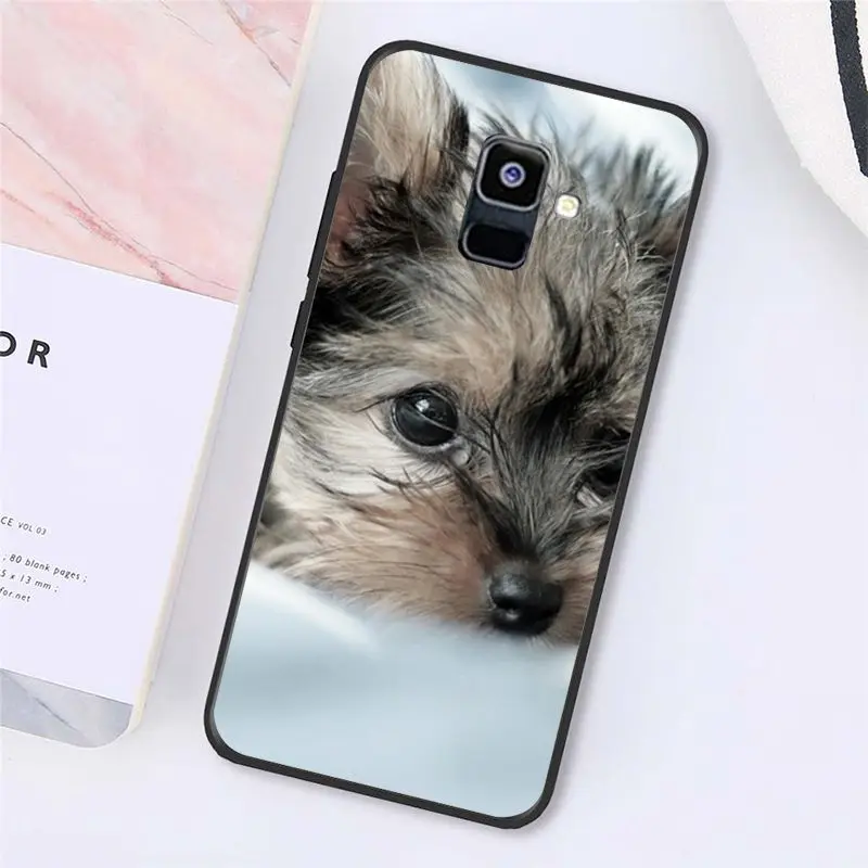 Yorkshire terrier dog