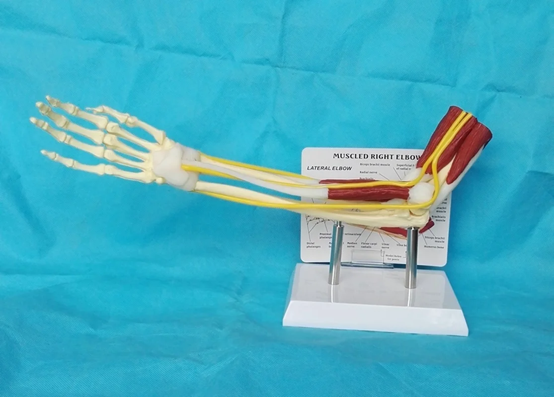 1:1 Human muscle Right Elbow Adult Arm of Upper Limb Bone Arm and Hand Bone Medical Science School Teaching Supplies
