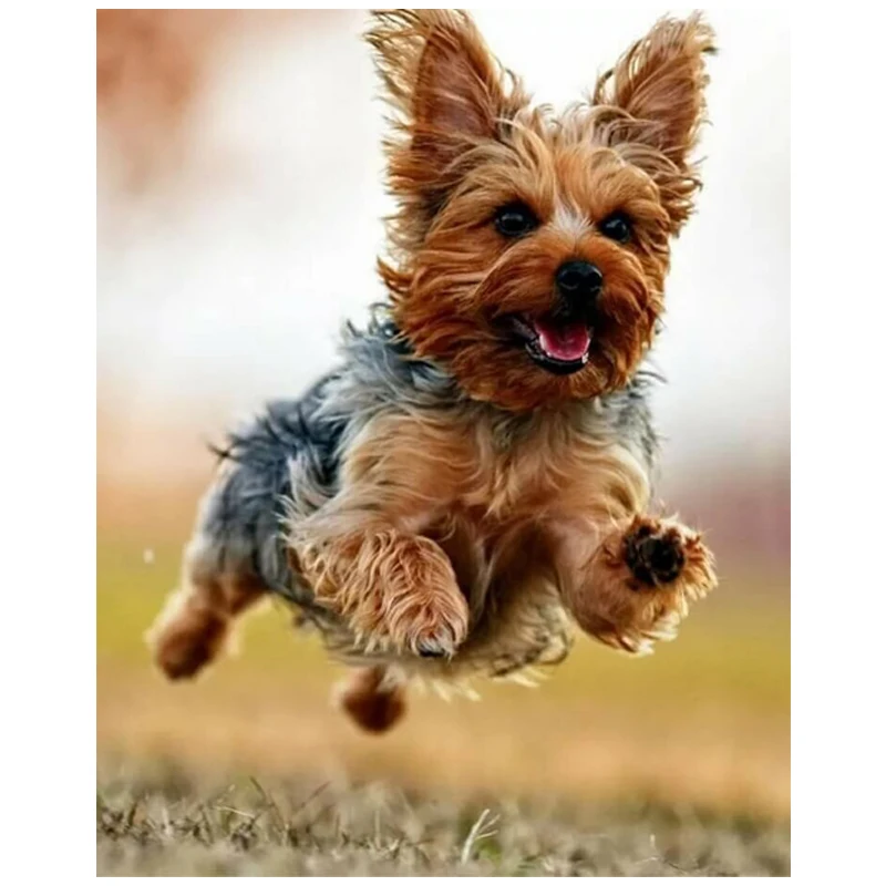 

Yorkshire Terrier dog art portraits diamond mazayka diamond painting dog dimond painting full drill embroidery kit YG1675