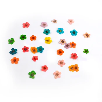 

Flower Invitation_50pcs Small Star Pressed Dried Flower With Box For Epoxy Resin Jewelry Making Nail Art Craft DIY Accessories