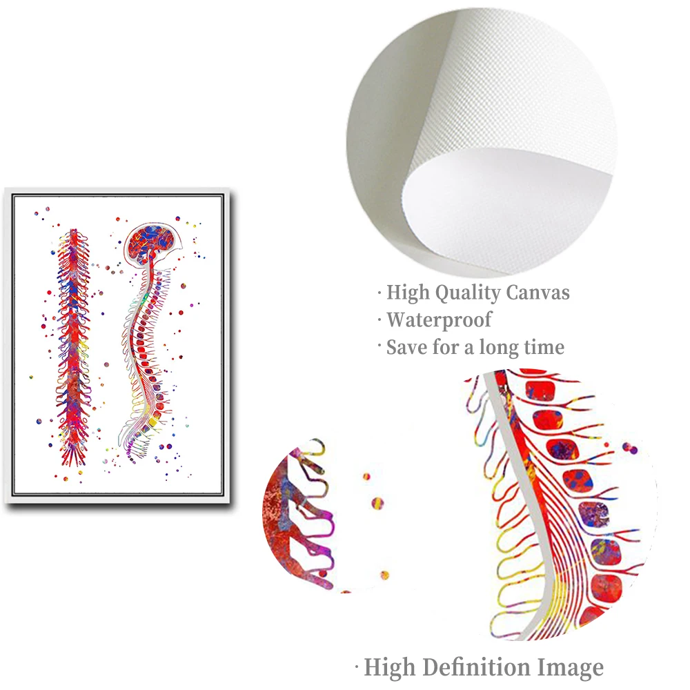 Arte de anatomía, corazón humano, cerebro, pulmones, pintura en lienzo, carteles nórdicos e impresiones, imágenes de pared para decoración de oficina y Doctor