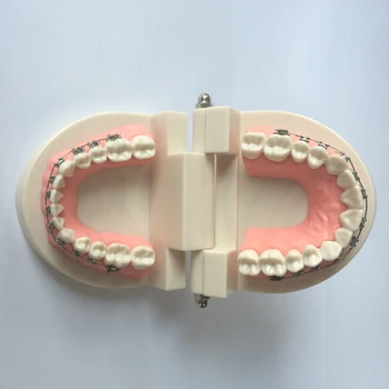 

Dental Orthodontic Teeth Model with Buccal tubes Orthodontic Education teeth Model with brackets and lingual buttons orthodontic