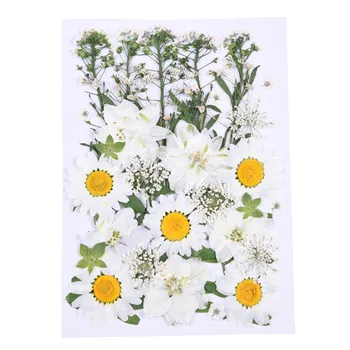

Dried Pressed Flowers Assorted White Daisies Leaves Making Greeting Card and Craft Dried Flowers