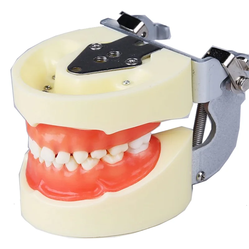 Tanio Model dentystyczny M7014 Model zębów gum zęby