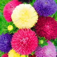 Лидер продаж! 200 шт./пакет многоцветные Астра карликовые деревья, китайские хризантемы цветок сад для дома Садовая деревянная завод высокого прорастания легко g