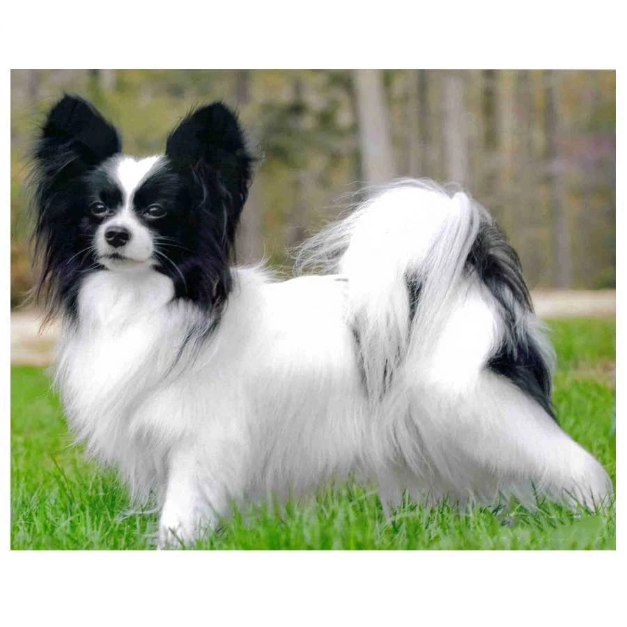 DIY Diamond Painting mosaic Paintings By Numbers,5D Diamond Embroidery Papillon dog Small pets Diamond mazayka hobby home decor_副本