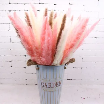 

Natural Dried 30pcs Pampas Grass Home Christmas decoration Flowers Christmas Bulrush Home Decoration free shipping