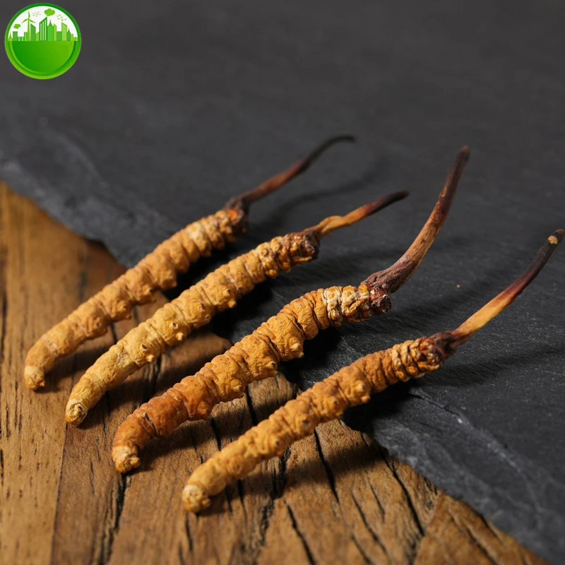 Cordyceps Sinensis Dong Chong Xia Cao Wild Whole Himalayan