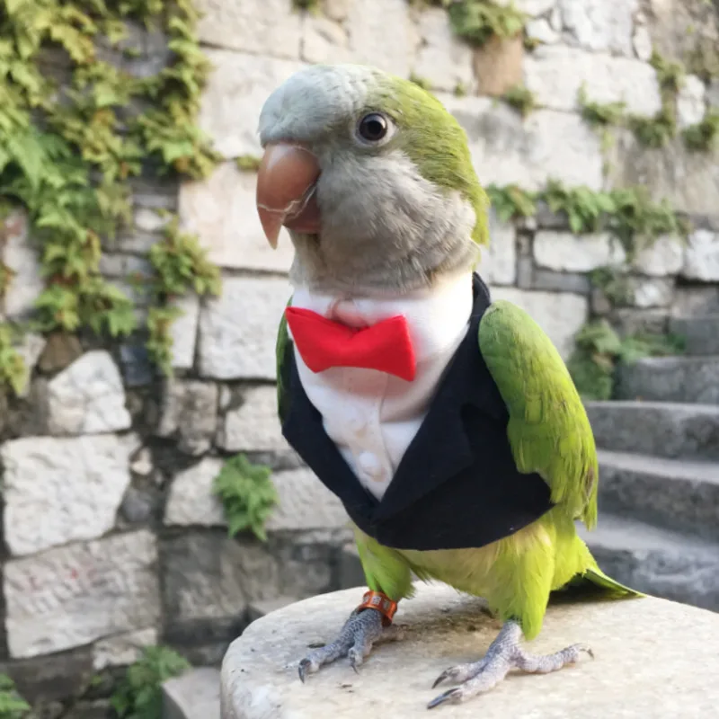 Ropa Original hecha a mano para loros, Chaqueta de traje personalizada para  pájaros, para cacatúa, sol, periquito, monje, periquito, Guacamayo,  cacatúa|Juguetes para pájaros| - AliExpress