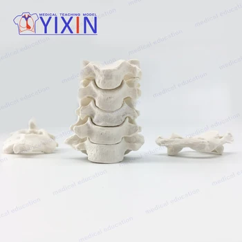 

Human Anatomical Model Cervical Vertebra Model Scatter Bones forScience Classroom Study Display Teaching Medical Model