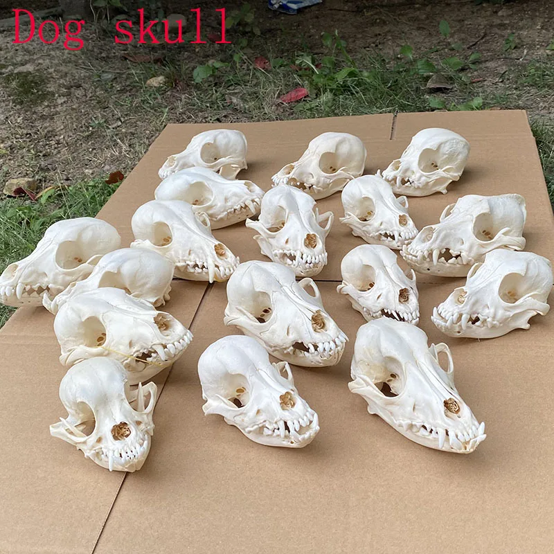 1pcs Animal Skull Collectibles specimen Natural skull 