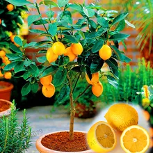 Самая низкая цена! 20 шт ЛИМОННЫХ деревьев растения Фруктовые плантации Бонсай завод DIY домашний сад бонсай цветочное съедобное зеленое лимон Плант,# 3гр